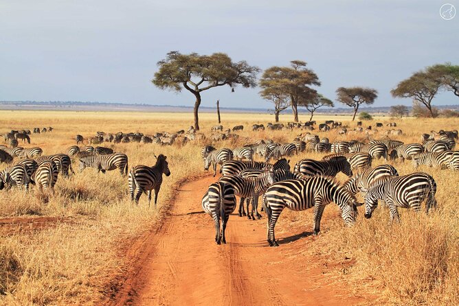 Private 4-Days Northern Circuit National Parks in Tanzania - Day 4: Ngorongoro Crater and the final drive