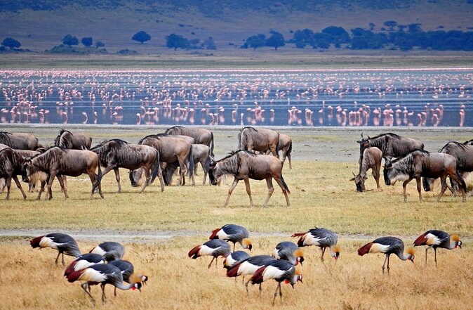 Private 4-Days Northern Circuit National Parks in Tanzania - Day 1: Lake Manyara and the road to Karatu