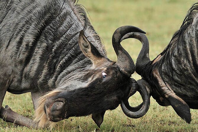 Private 6-Day Great Migration Ndutu Serengeti Safari Tour - Day 1: A quiet Arusha arrival
