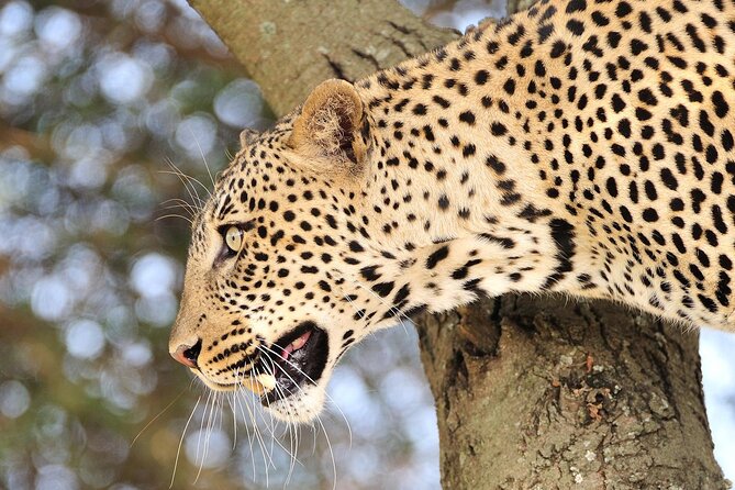 Private 6-Day Great Migration Ndutu Serengeti Safari Tour - What the private format changes