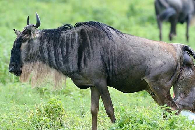 Private 6-Day Great Migration Ndutu Serengeti Safari Tour - Day 2: Tarangire’s elephants and seasonal river