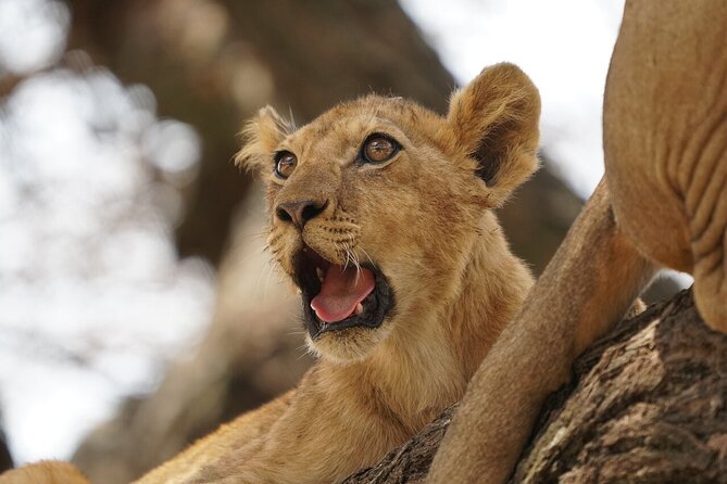 Private 6-Day Tarangire Manyara Crater and Serengeti with Mid-Range Lodges - Mid-range lodging and full board: what the price covers
