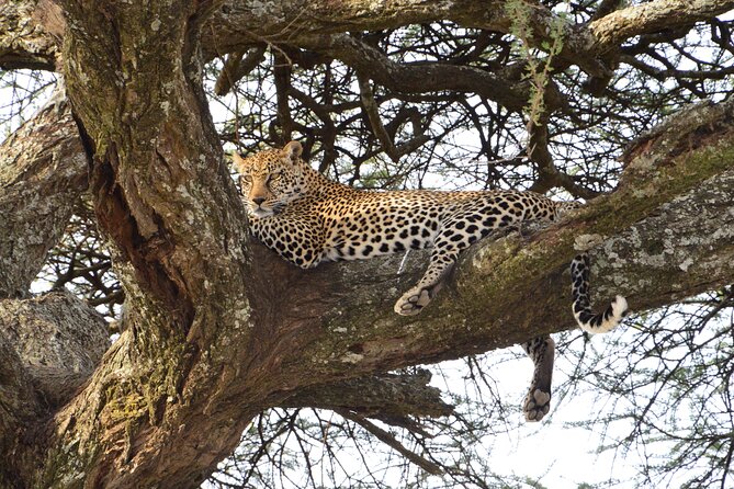 Private 7-Day Tanzania Camping Safari - Tarangire and the route toward the Serengeti
