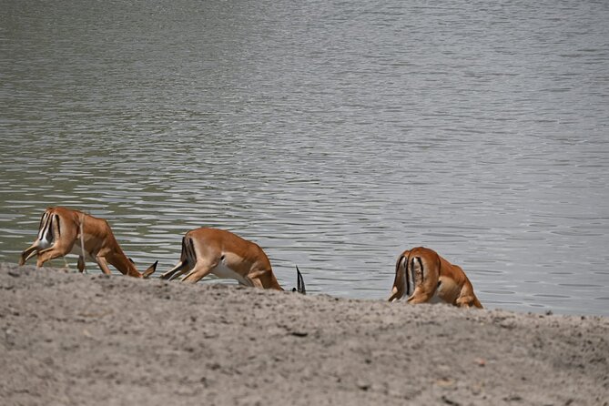 Private 7-Day Tanzania Camping Safari - Three nights around Seronera