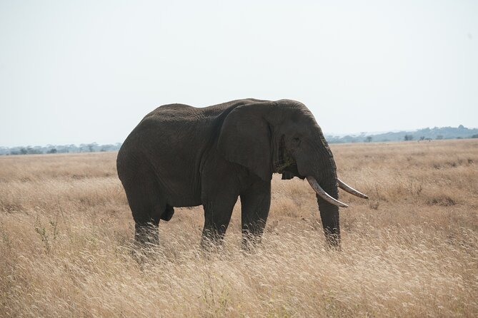 Private 7-Day Tanzania Camping Safari - The Sogore River and Maasai Kopjes circuits