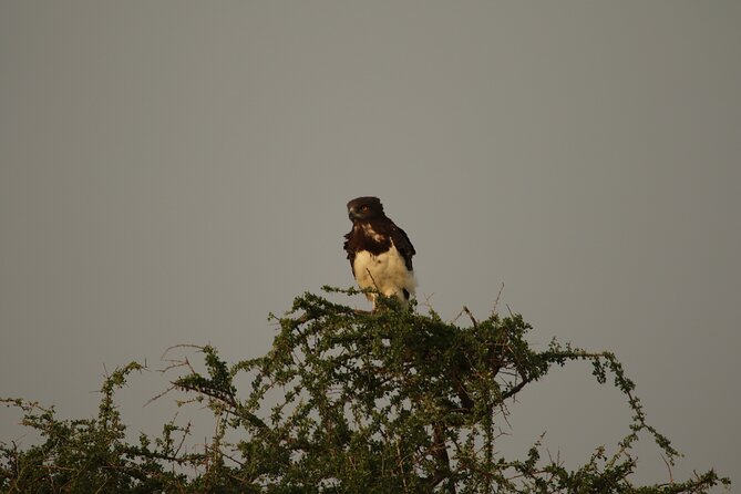 Private 7-Day Tanzania Camping Safari - Lake Manyara, a compact park with changing scenery