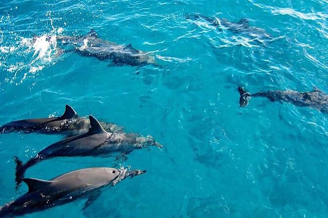 Private Dolphin Tour and Snorkeling at Mnemba Island reef - Key points to know before you book