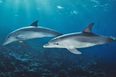 Private Dolphin Tour and Snorkeling at Mnemba Island reef