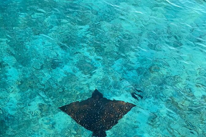 Private Dolphin Tour and Snorkeling at Mnemba Island reef - What $104.99 per person really buys