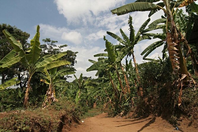 Private Full Day Hiking Experience to Marangu Route - A practical taste of Kilimanjaro without the summit commitment