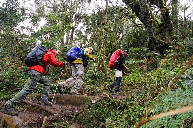 Private Full Day Hiking Experience to Marangu Route - Picnic lunch at Mandara Hut