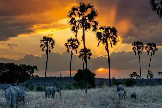 Private Full-Day Trip to Mikumi National Park from Dar es Salaam - What the wildlife search may feel like