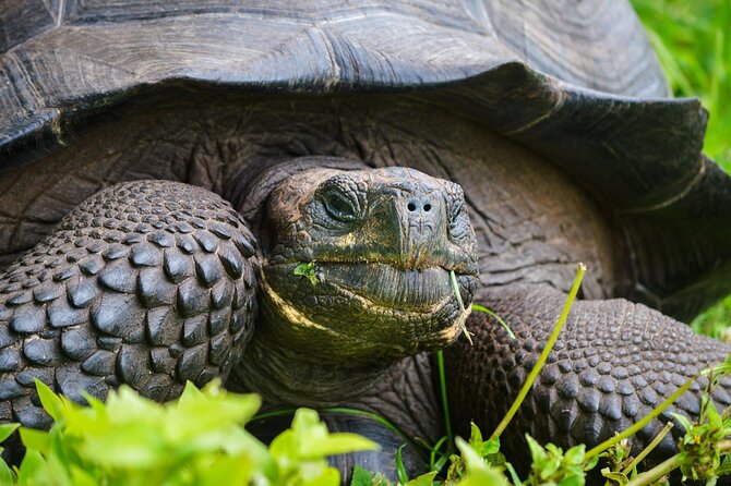 Private Guided Tour to Prison Island, Nakupenda Beach, Stone Town - Prison Island and the giant tortoises