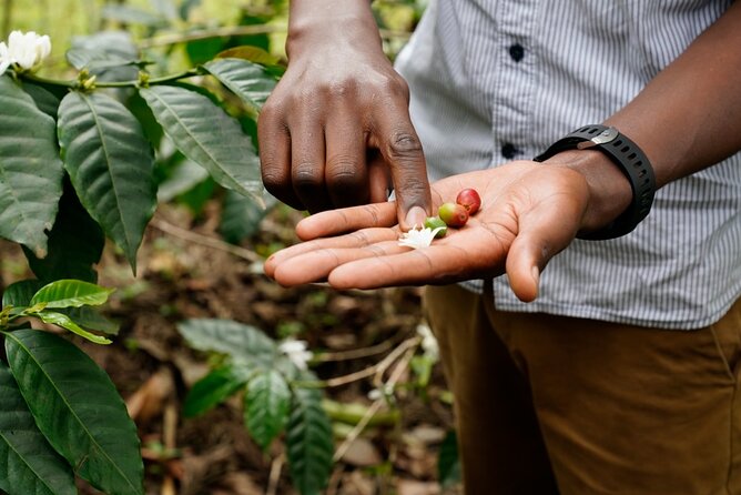 Private Meru Coffee Tour in Nkoaranga - Coffee begins with a red berry near Mt. Meru