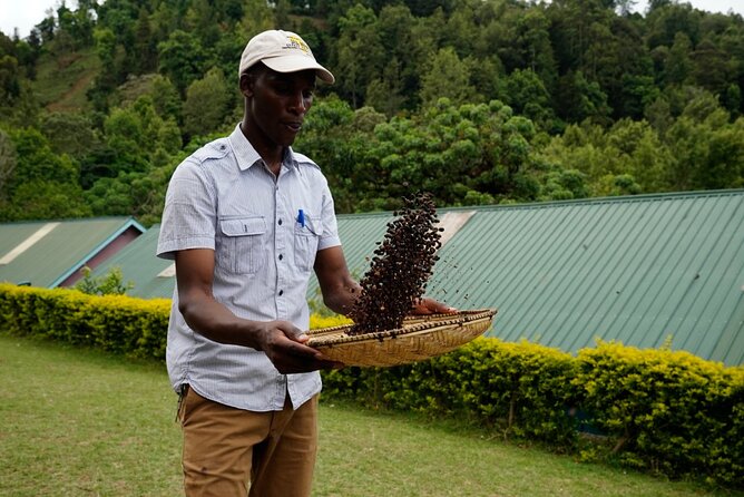 Private Meru Coffee Tour in Nkoaranga - Why Meru coffee traditions matter