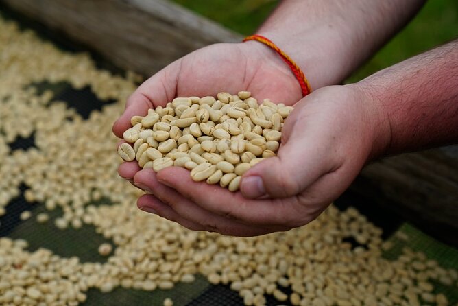 Private Meru Coffee Tour in Nkoaranga - What happens during the two-hour coffee session