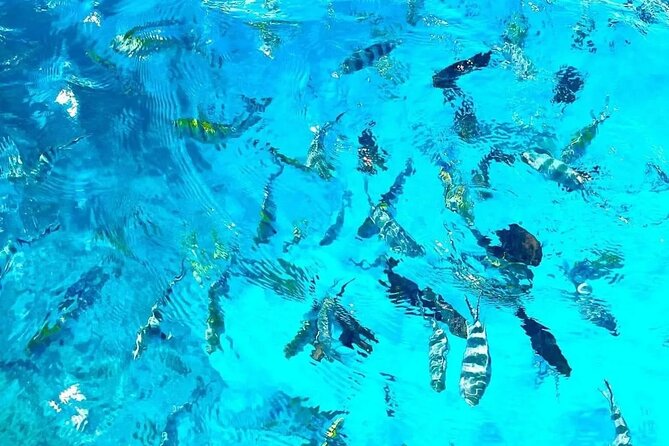Private Tour to Mnemba Island with Lunch - What the $115 price really covers