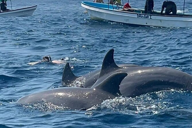 Private Tour to Mnemba Island with Lunch - Searching for dolphins around Mnemba