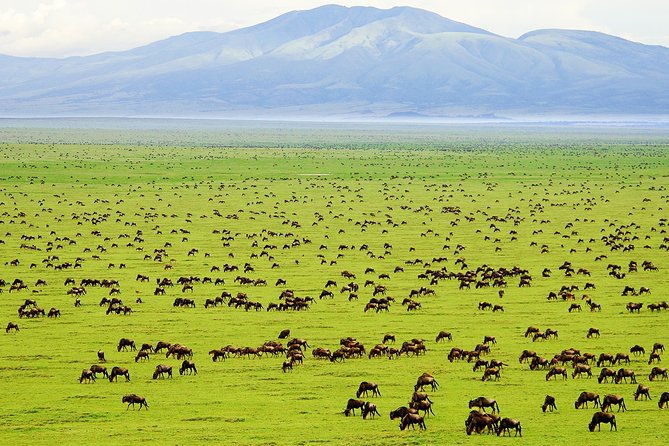 Saadani Day Trip - Key points to know before booking