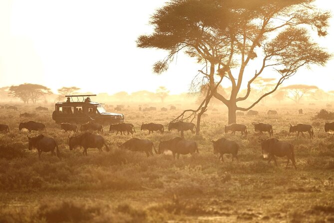 Saadani Day Trip - Why Saadani feels different from a standard safari