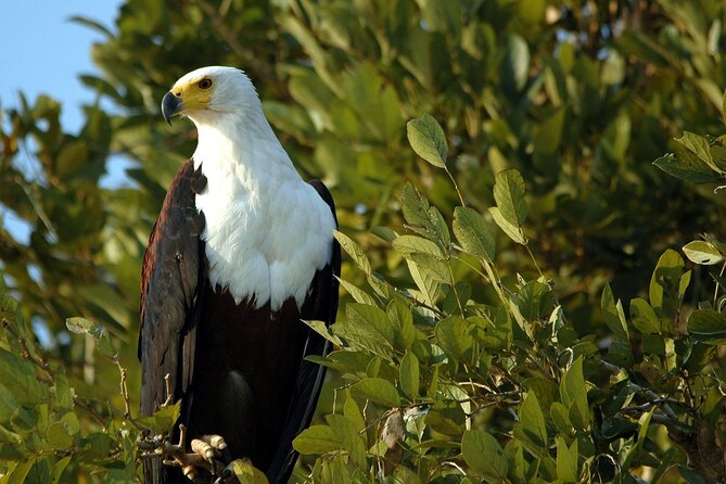 Saadani Day Trip - Lunch and the value of the $431.55 price
