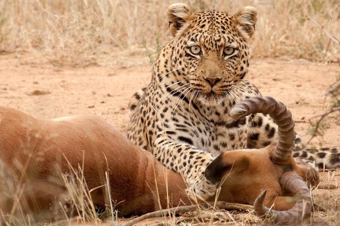 Safari Excelente y Safari lujos Tanzania - Day 1: Kilimanjaro airport and the Arusha briefing