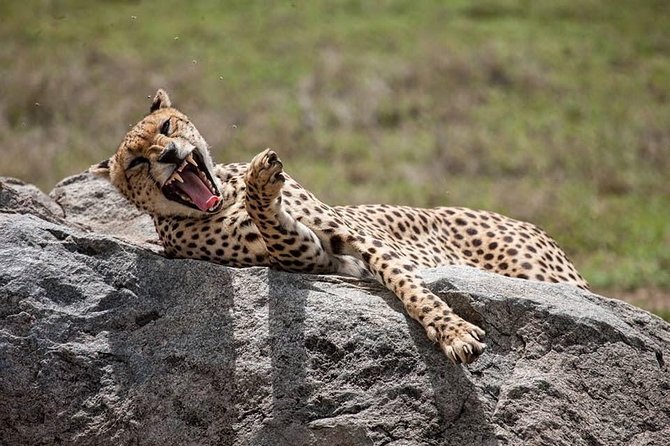 Safari in Tanzania 5 days: Manyara, Ngorongoro, Serengeti - Five details worth knowing before you book