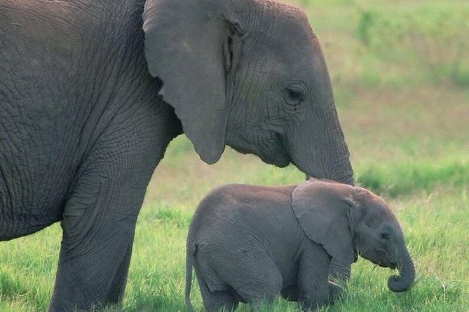 Safari in Tanzania 5 days: Manyara, Ngorongoro, Serengeti - Why this route works so well