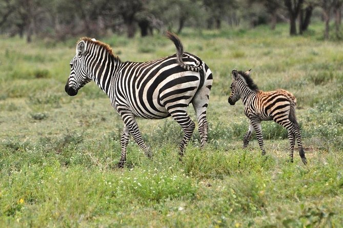 Safari in Tanzania 5 days: Manyara, Ngorongoro, Serengeti - The final road to Arusha and the airport