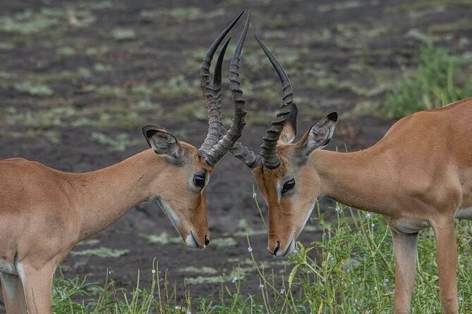 Safari Serengeti And Ngorongoro - Why this five-day route works