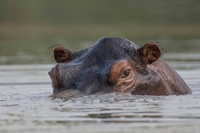 Safari Serengeti And Ngorongoro - The guide can make or break the safari