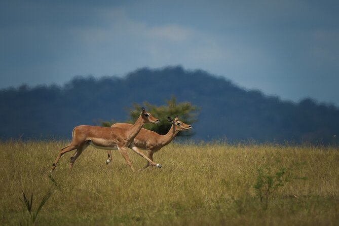 Selous Luxury Day Safari with Photographer - Game drives through Selous savannah, river, and lakes