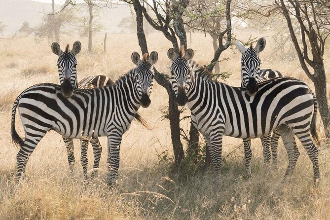 Serengeti Balloon Safari and authentic bush breakfast - Key points before you book
