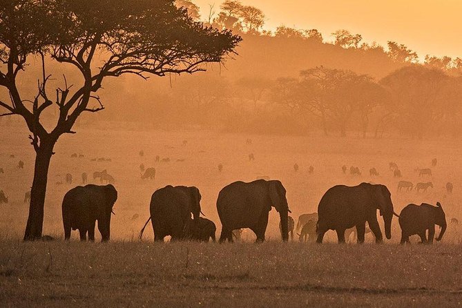 Serengeti & Ngorongoro fly in safari - Who will get the most from this safari