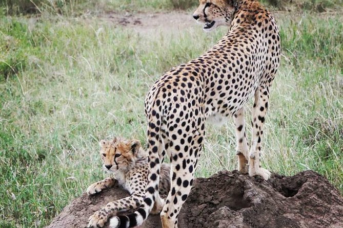 Serengeti & Ngorongoro fly in safari - Should you book the Serengeti and Ngorongoro fly-in safari?