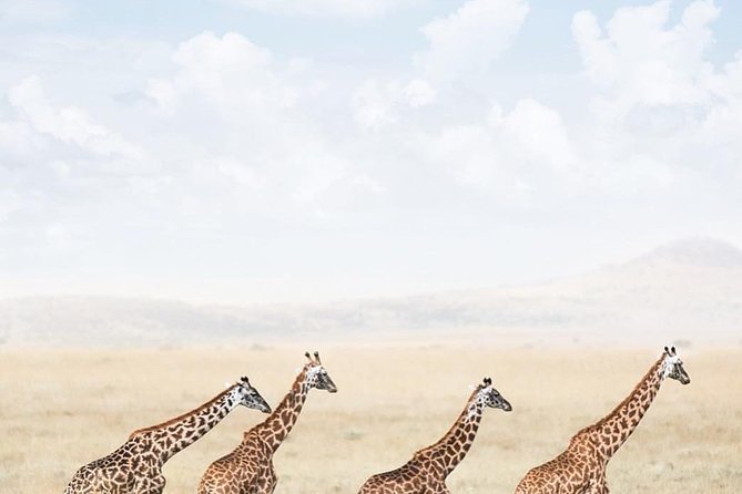 serengeti, ngorongoro & tarangire 5days private tour - Serengeti is the centerpiece