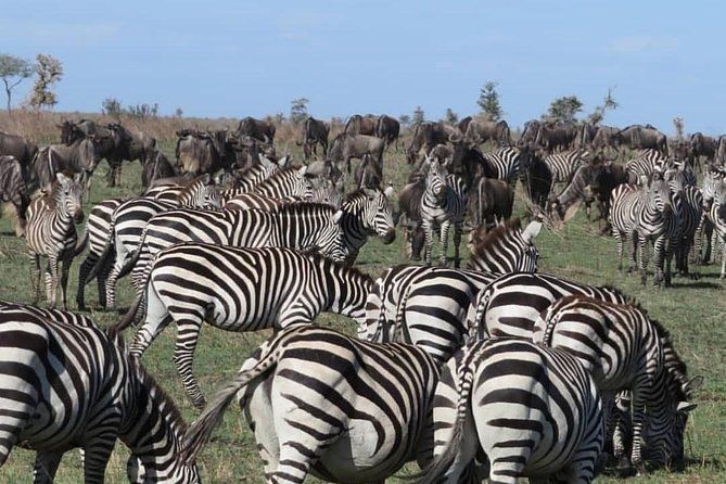 serengeti, ngorongoro & tarangire 5days private tour - What the private format is really worth
