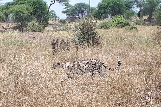 serengeti, ngorongoro & tarangire 5days private tour - The guide can shape the whole safari