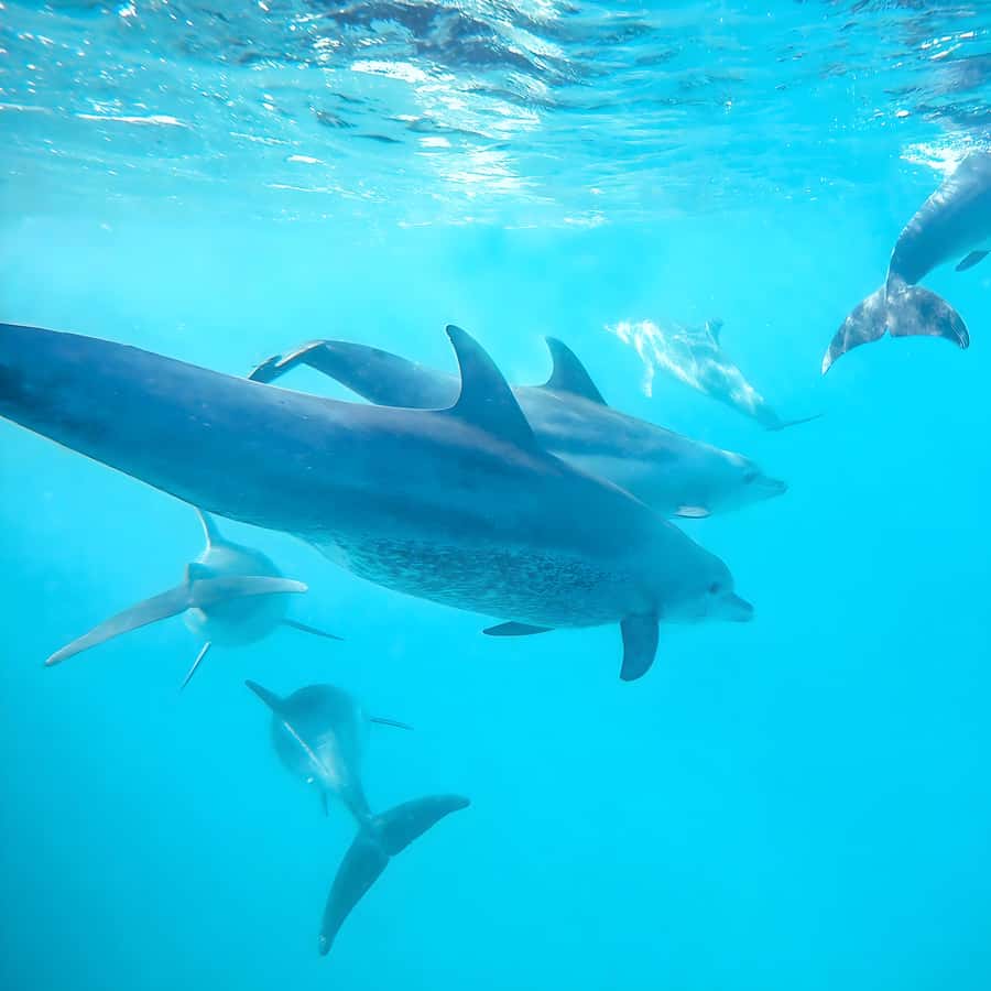 Snorkel Mnemba’s Reefs & Swim with Dolphins Adventure - Key points to know before booking