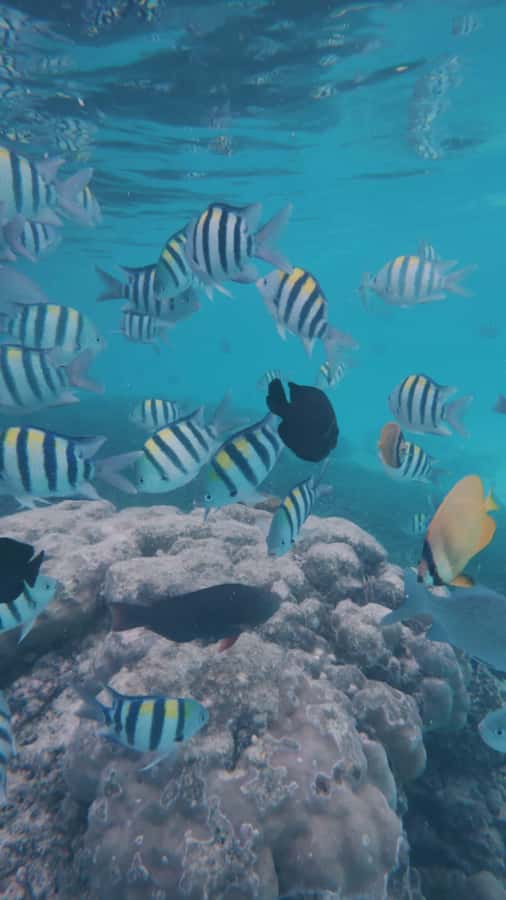Snorkel Mnemba’s Reefs & Swim with Dolphins Adventure - Reaching Muyuni Beach and getting on the water