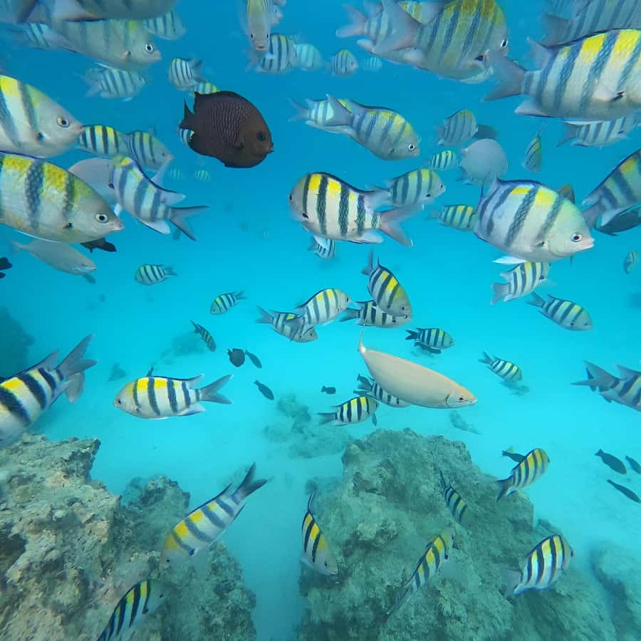 Snorkel Mnemba’s Reefs & Swim with Dolphins Adventure - Practical ways to improve your day