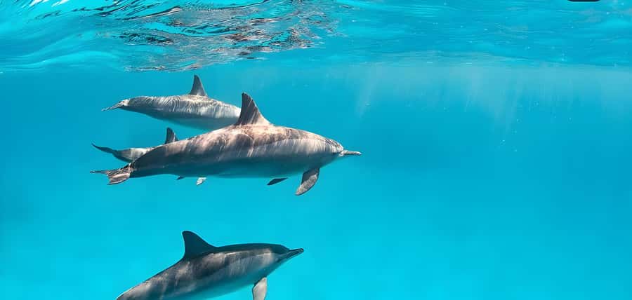 Snorkeling and swimming with dolphins in mnemba island - Key points to know before booking