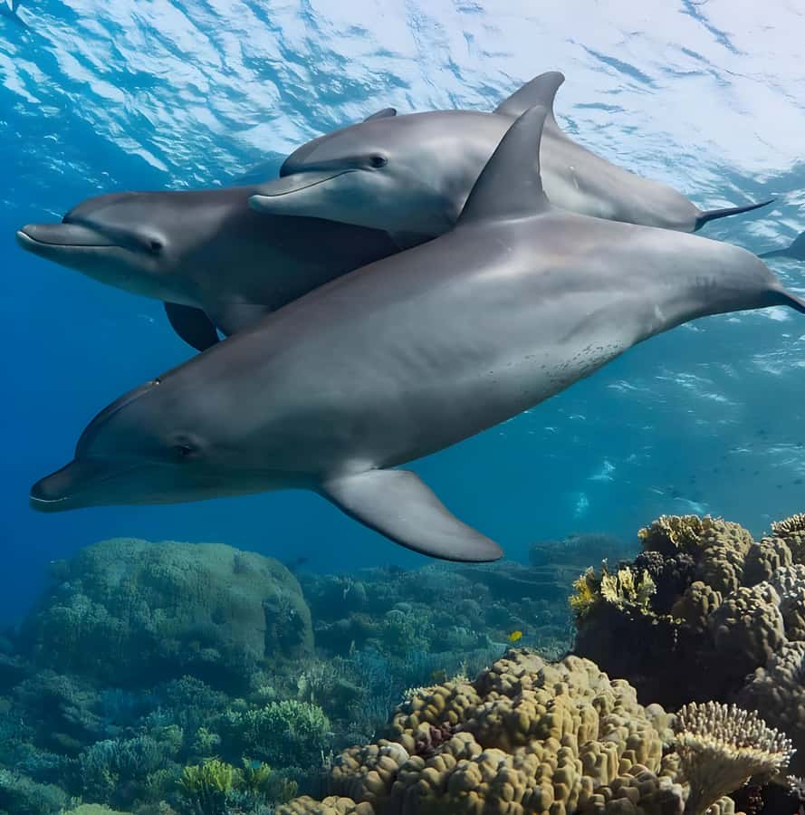 Snorkeling and swimming with dolphins in mnemba island - Mnemba Atoll from the water