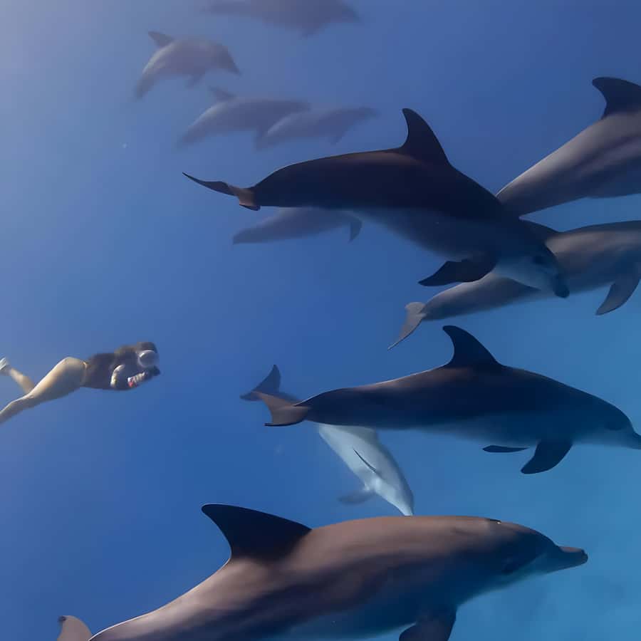 Snorkeling and swimming with dolphins in mnemba island - Searching for dolphins near Mnemba