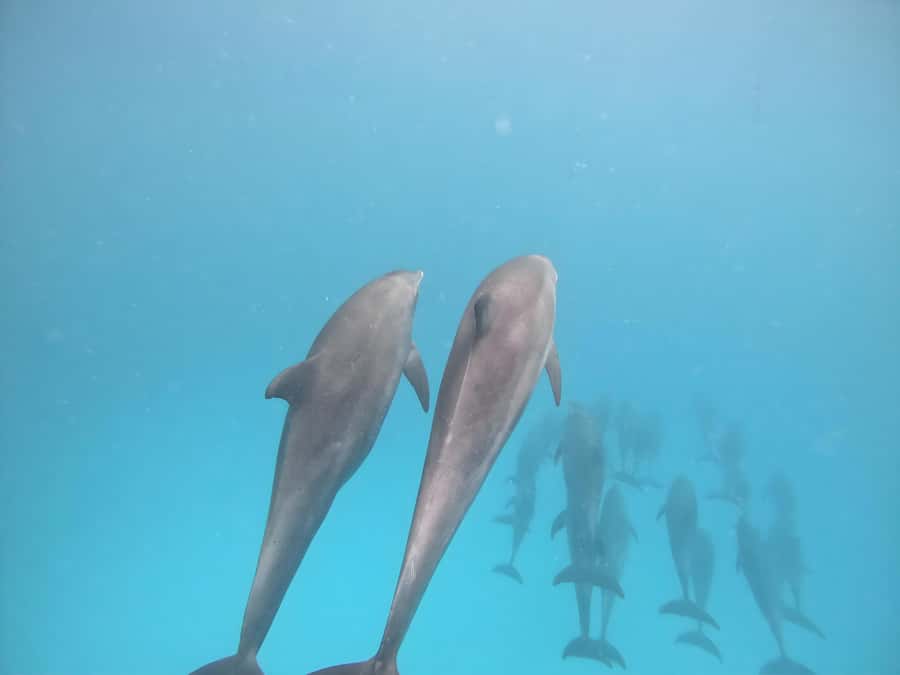Snorkeling and swimming with dolphins in mnemba island - Two snorkeling stops from the boat