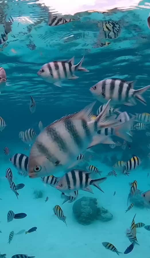 Snorkeling and swimming with dolphins in mnemba island - Starting at Muyuni Beach or Nungwi