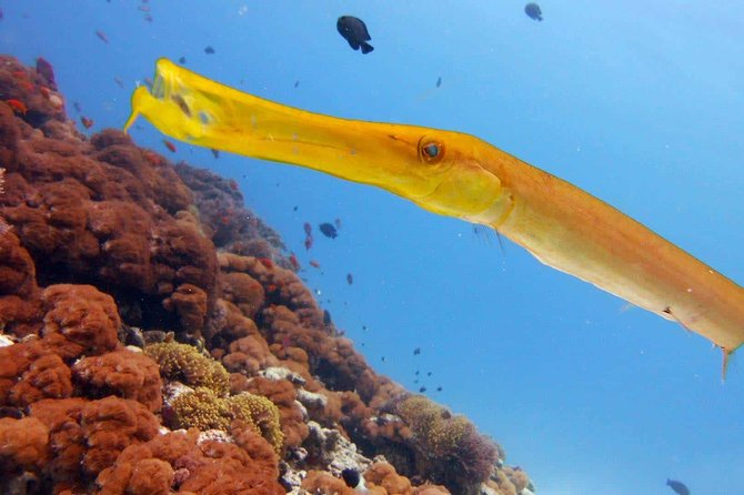Snorkeling at Mnemba Atoll - Dolphin encounters and the ethical question