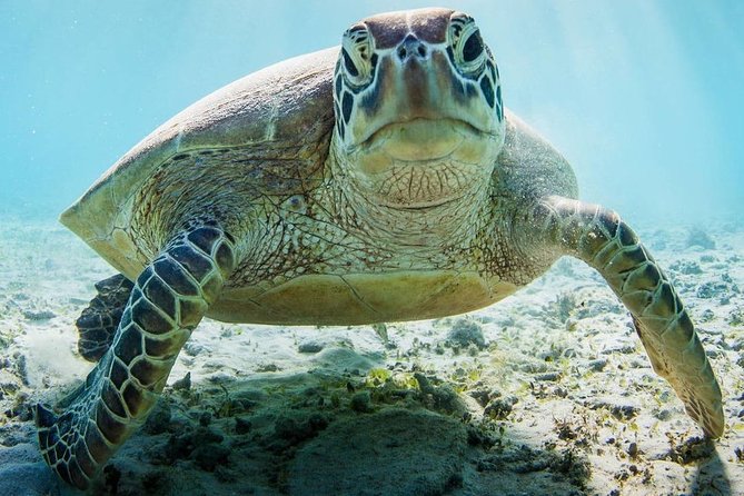 Snorkeling at Mnemba Atoll - Family suitability and the right kind of group