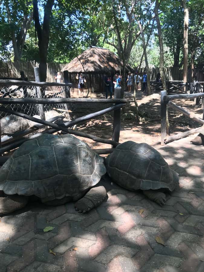 Stone Town: Stone Town and Prison Island Private Day Trip - Who should book this Stone Town and Prison Island trip?