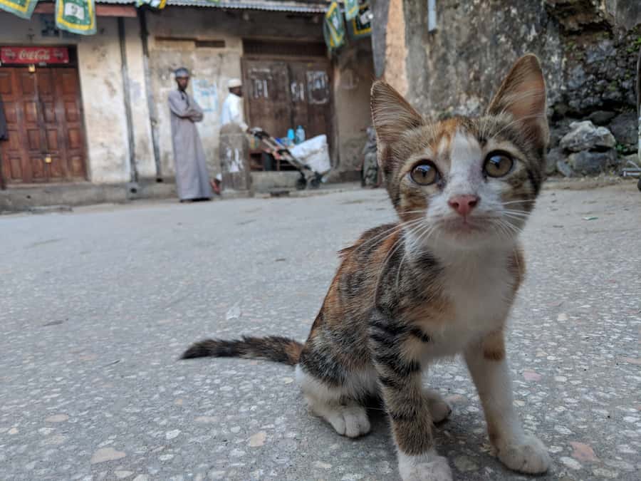 Stonetown Historical Walking Tour & Traditional Lunch - Freddie Mercury’s house and the modern city